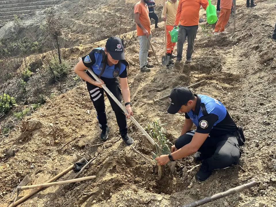 Alanya Asmaca’da Küle Dönen Ağaçların Yerine Fidanlar Dikildi 3